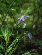 Image of Aquilegia parviflora Ledeb.