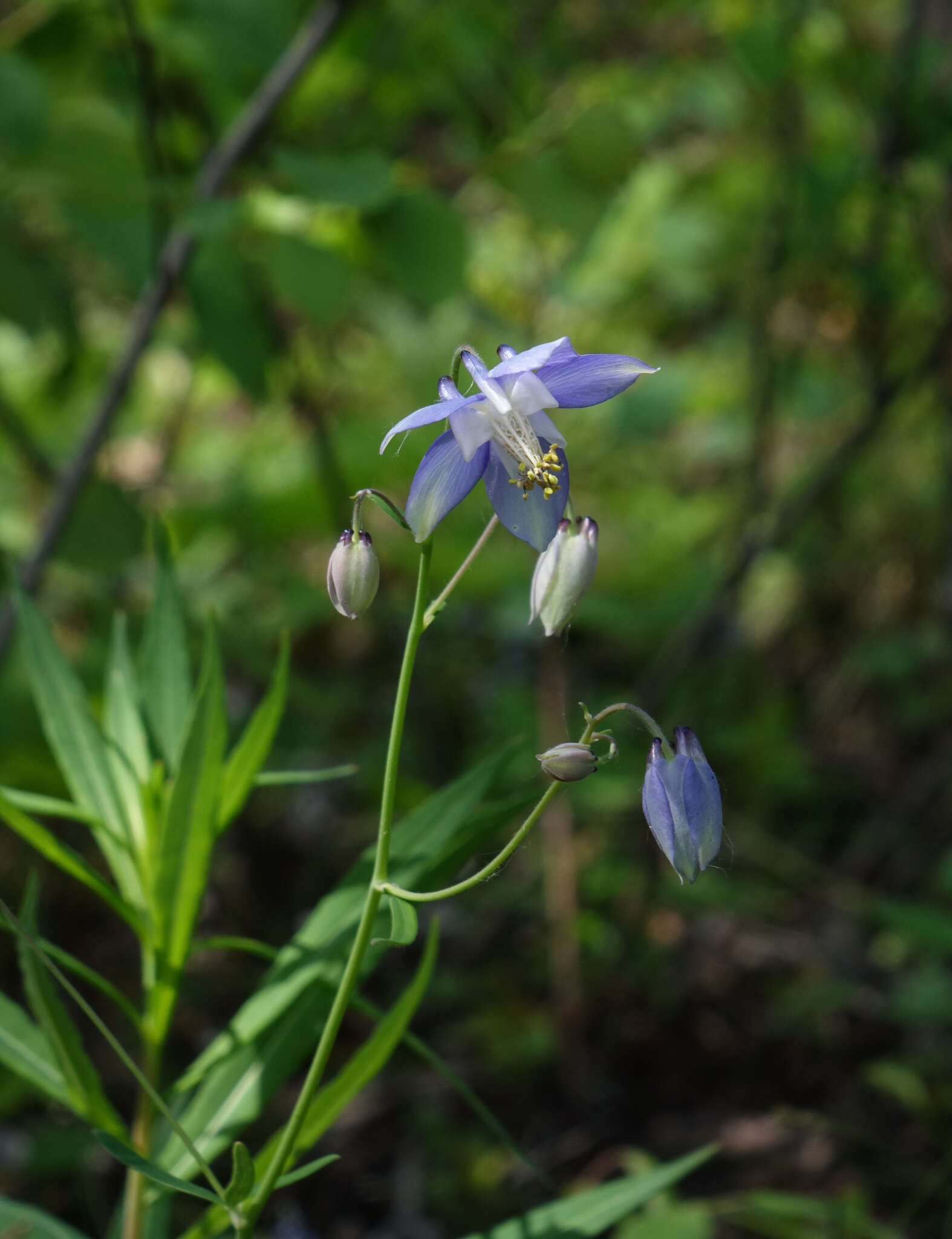 Image of Aquilegia parviflora Ledeb.