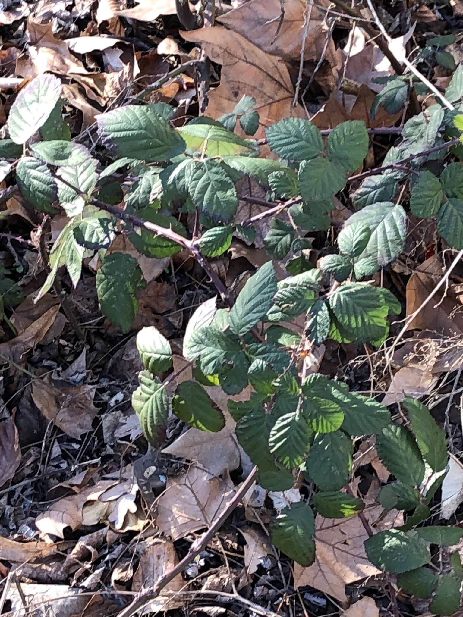 Слика од Rubus cochinchinensis Tratt.