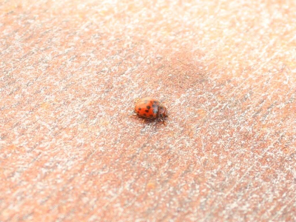 Subcoccinella的圖片