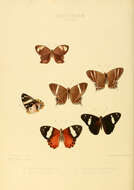 Image of Abisara neophron Hewitson 1860