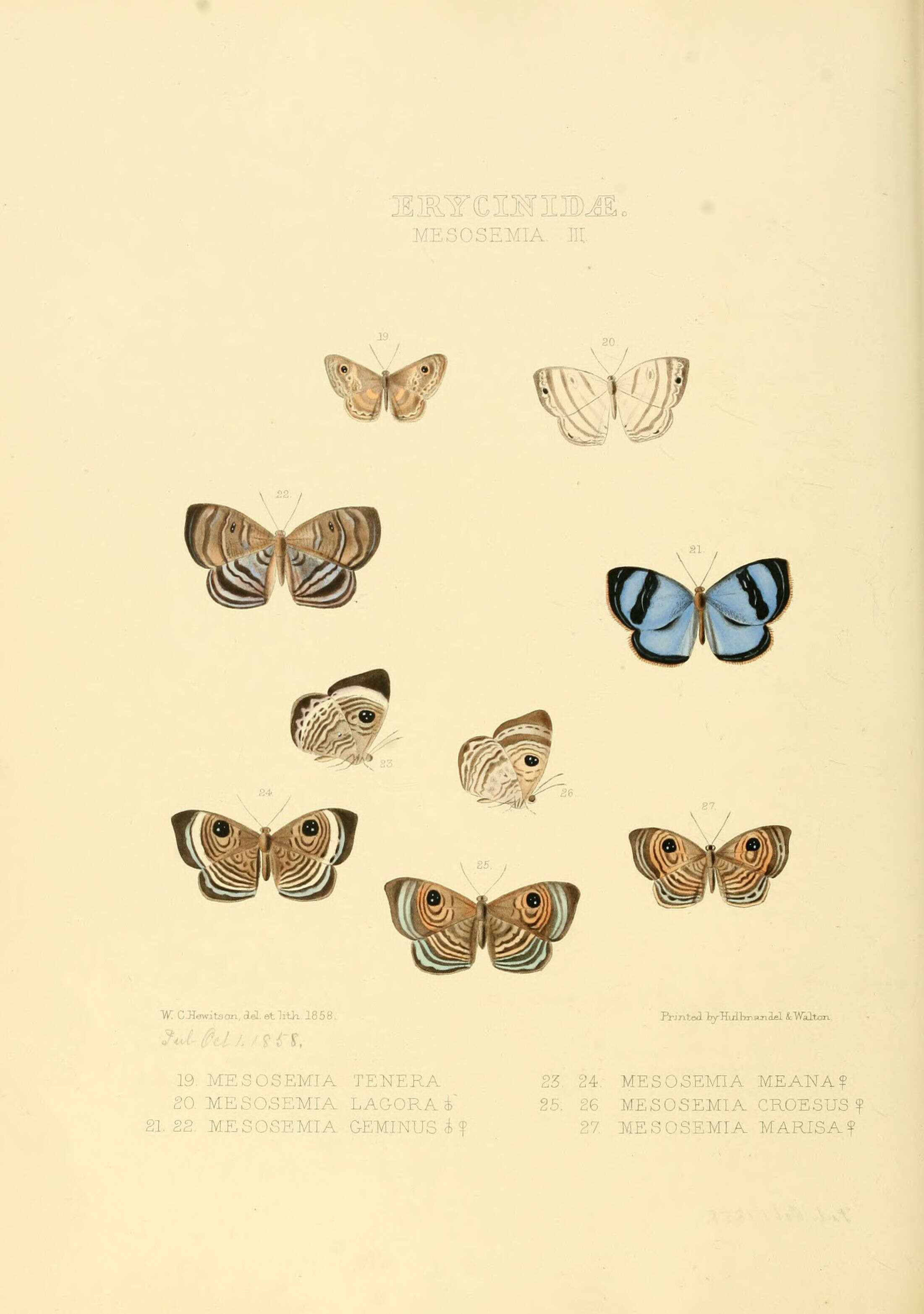 Слика од Semomesia croesus Fabricius 1776