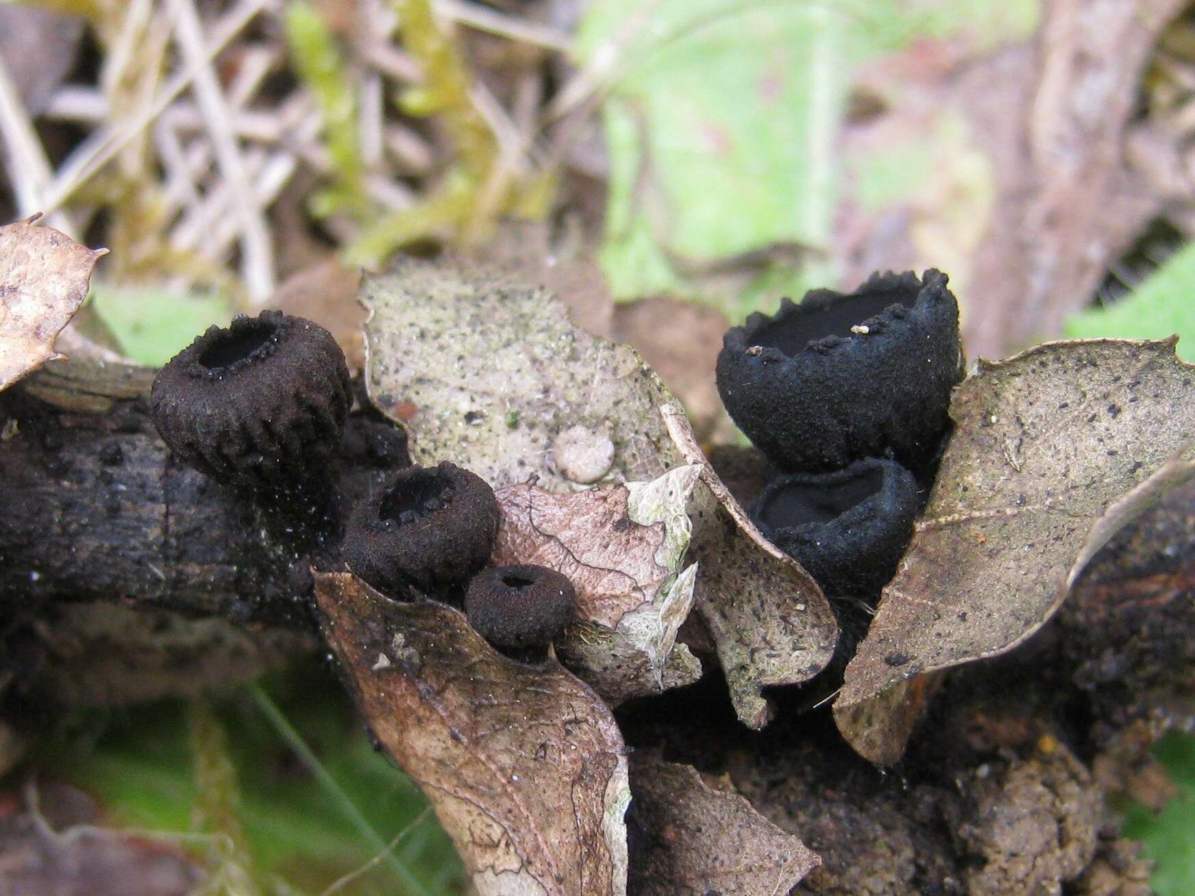 Plancia ëd Plectania rhytidia (Berk.) Nannf. & Korf 1957