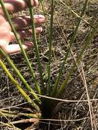 Image of grassy arrowhead