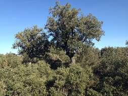 Image of Evergreen Oak