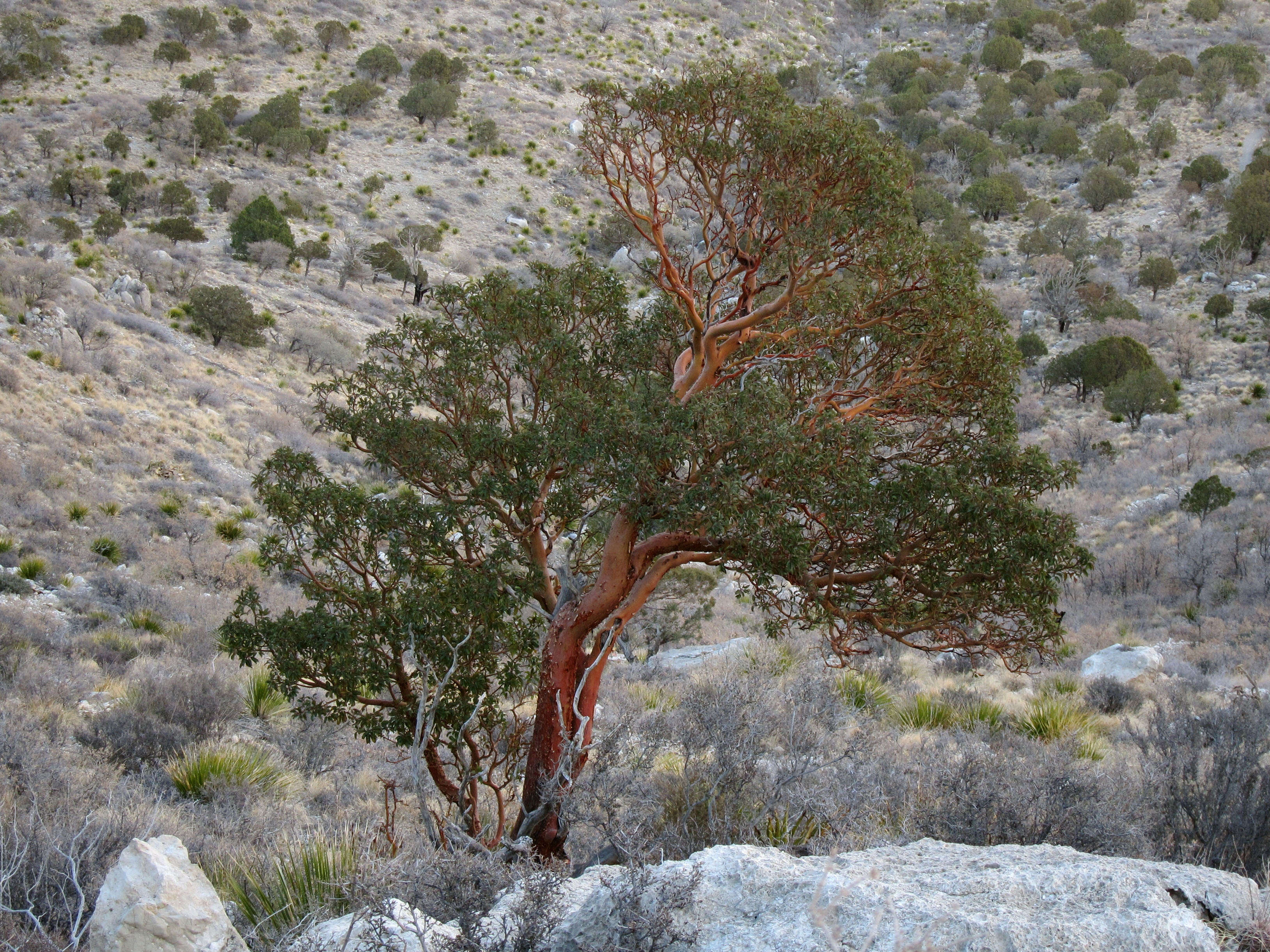 Arbutus xalapensis Kunth resmi