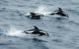 Image of Hourglass Dolphin
