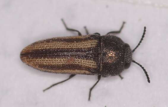 Image of Acmaeodera quadrivittatoides Nelson & Westcott 1995