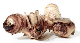 Image of lesser galangal