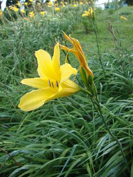 Image of lemon day-lily