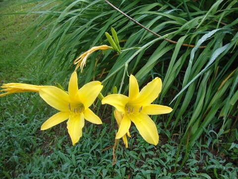 Image of lemon day-lily