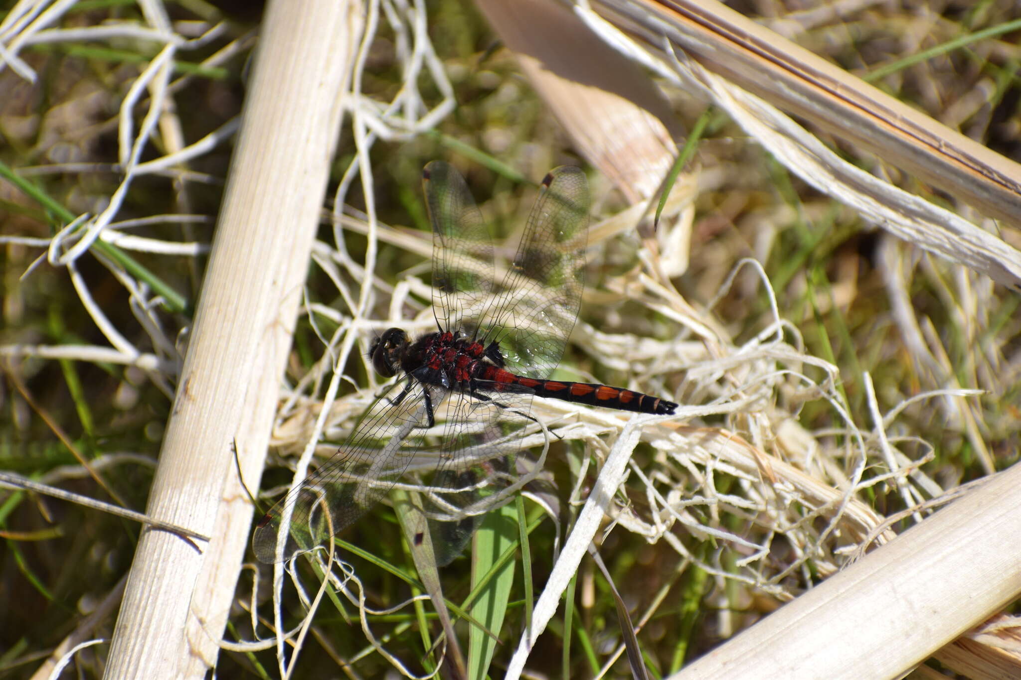 Image of Boreal Whiteface