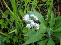 Image of tropical whiteweed