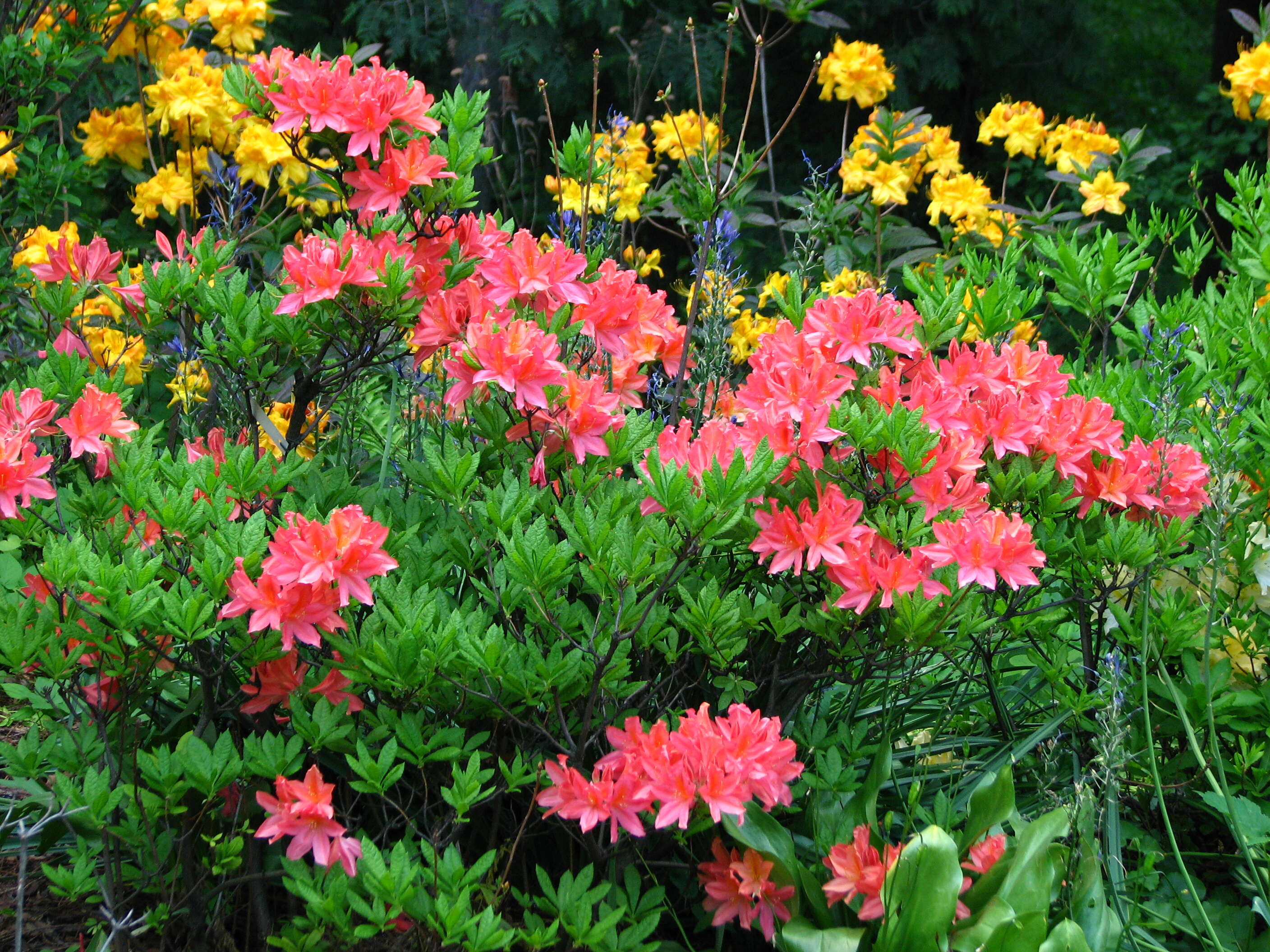 Image de Rhododendron molle (Bl.) G. Don