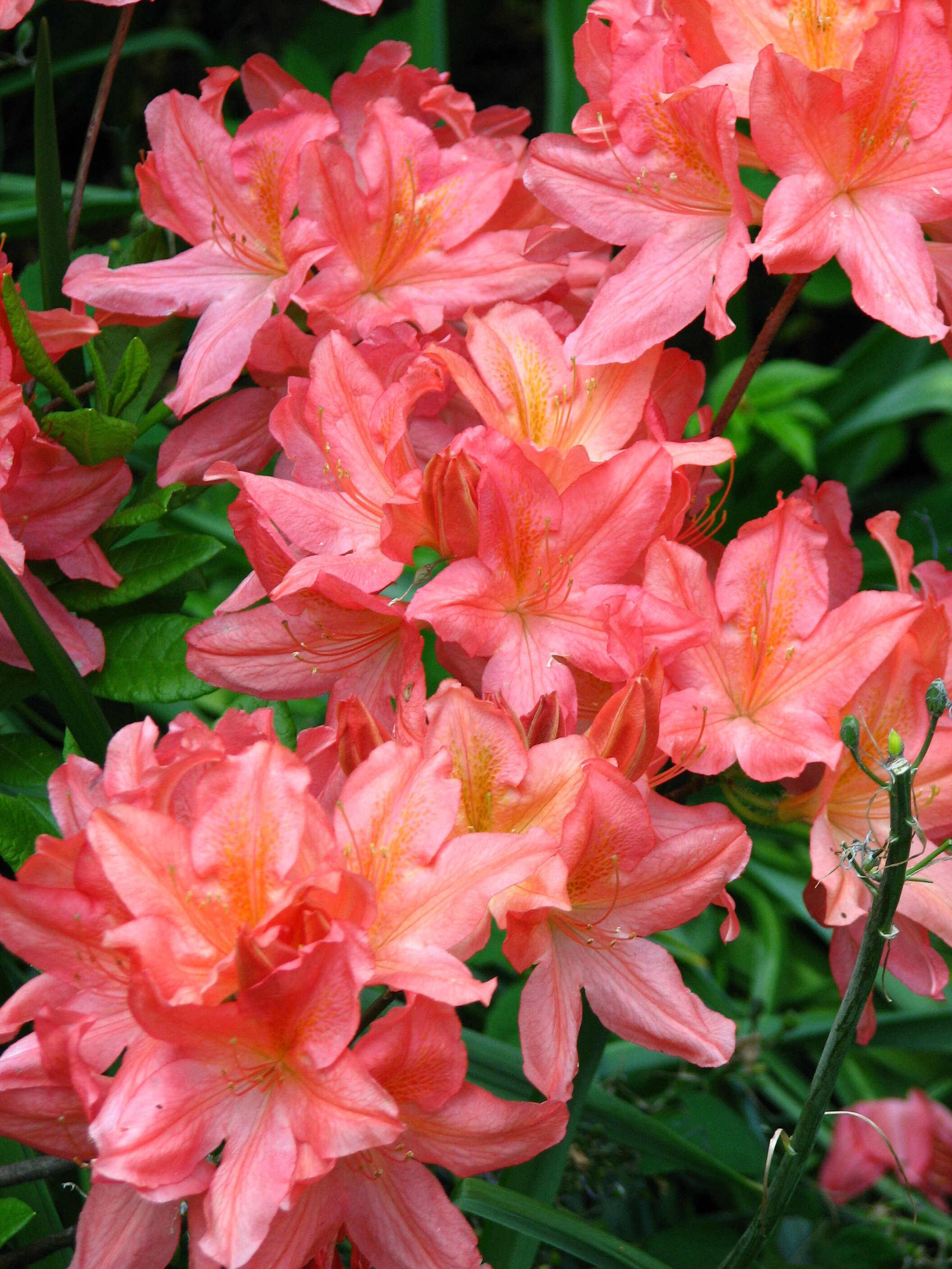 Image of Rhododendron molle (Bl.) G. Don