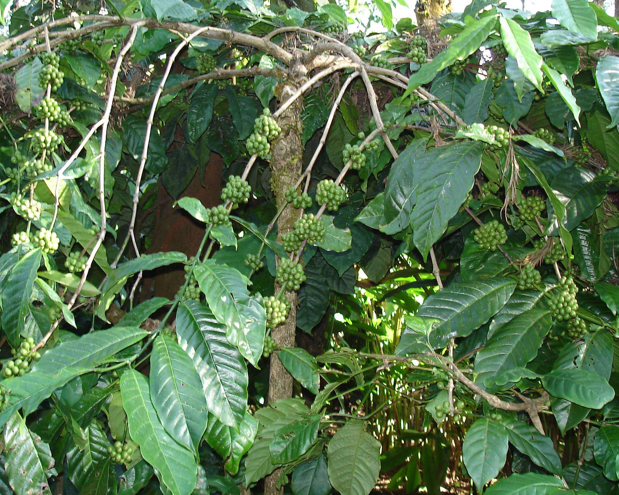 Image of robusta coffee