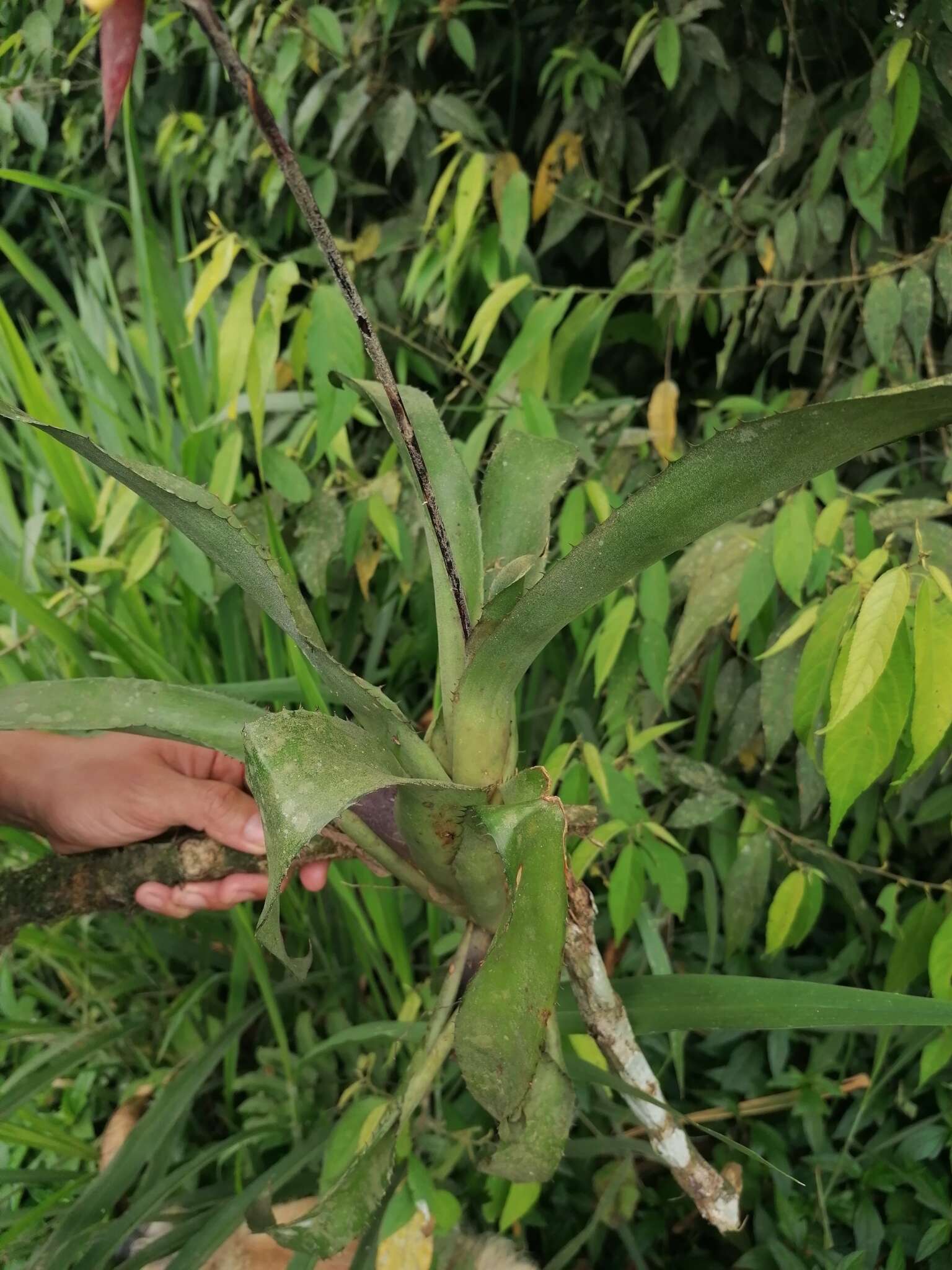 Слика од Aechmea angustifolia Poepp. & Endl.