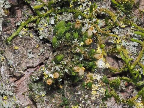 Image of orthotrichum moss