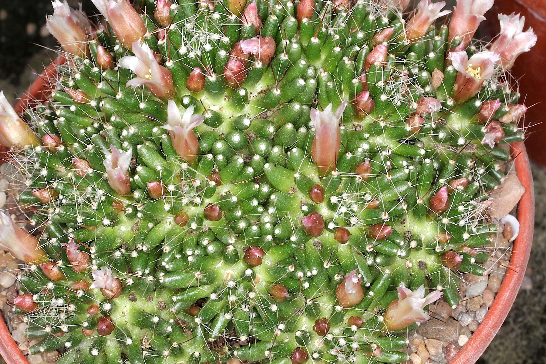 Image of Mammillaria crinita DC.