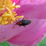 Image of Capsodes bicolor (Fieber 1864)