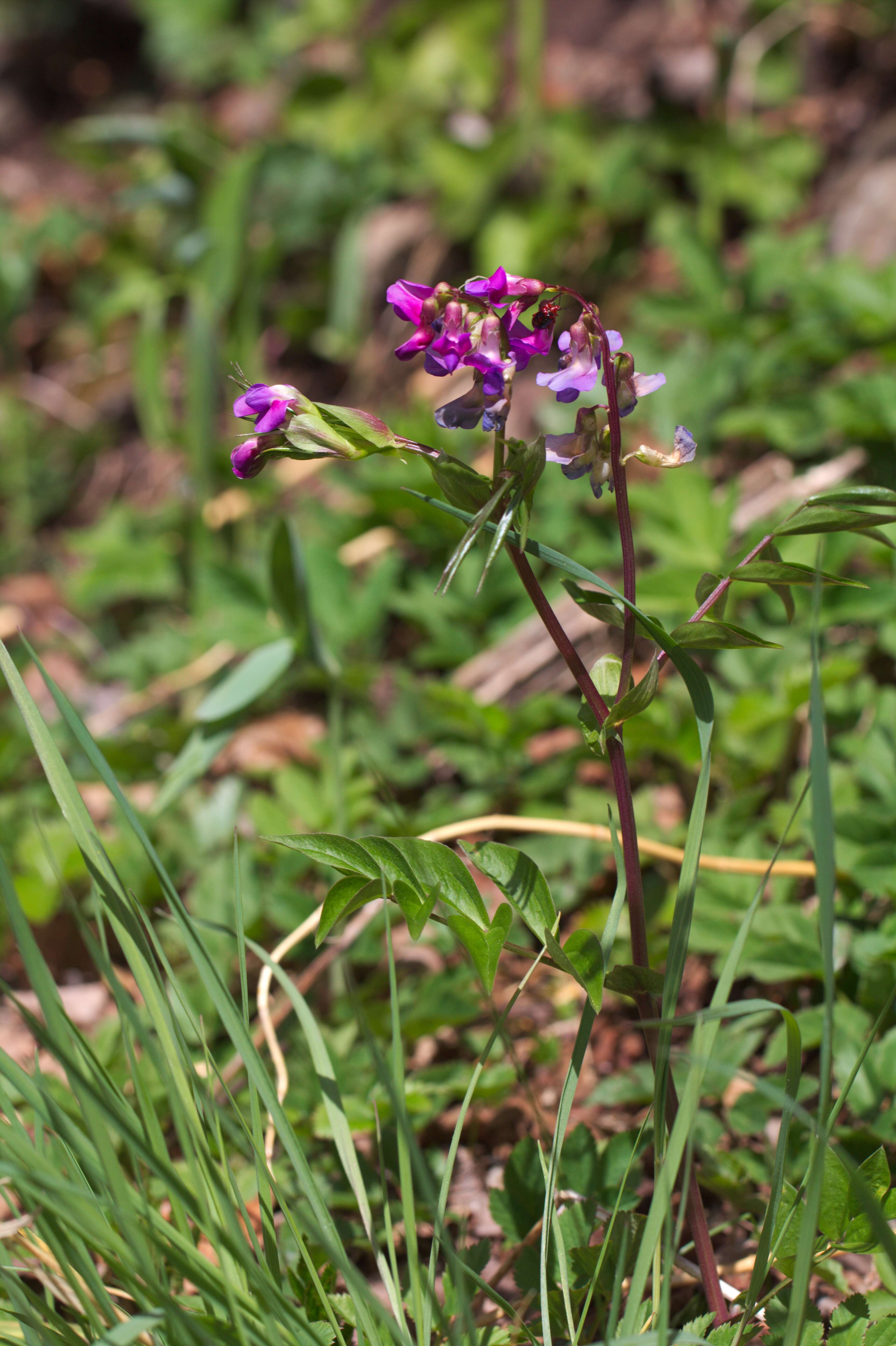 Image of spring pea