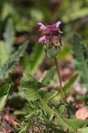 Image of purple archangel