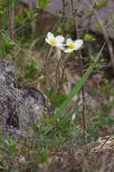 Image of Snowdrop Anemone