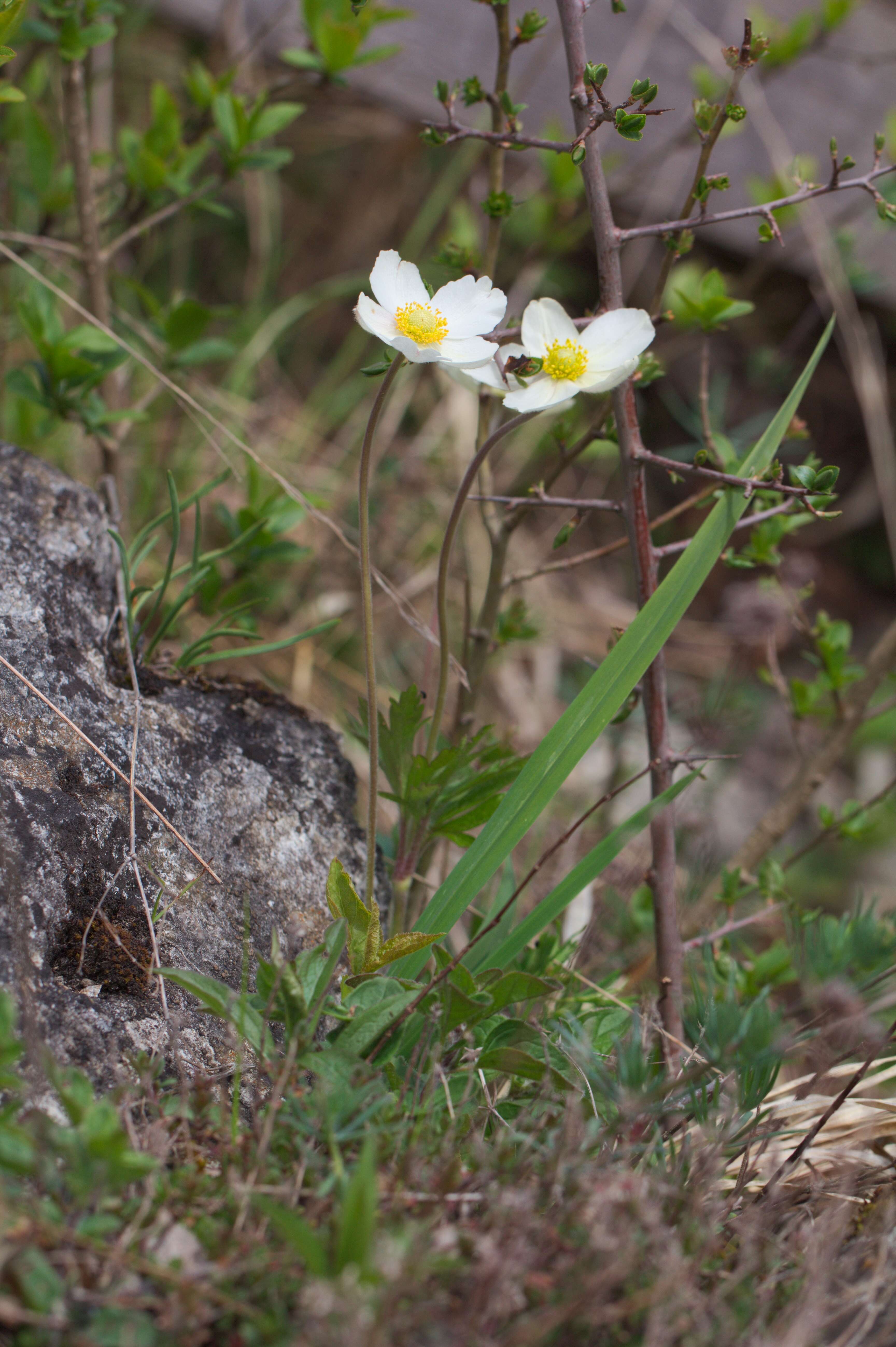 Image of Snowdrop Anemone