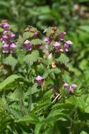 Image of spotted dead-nettle