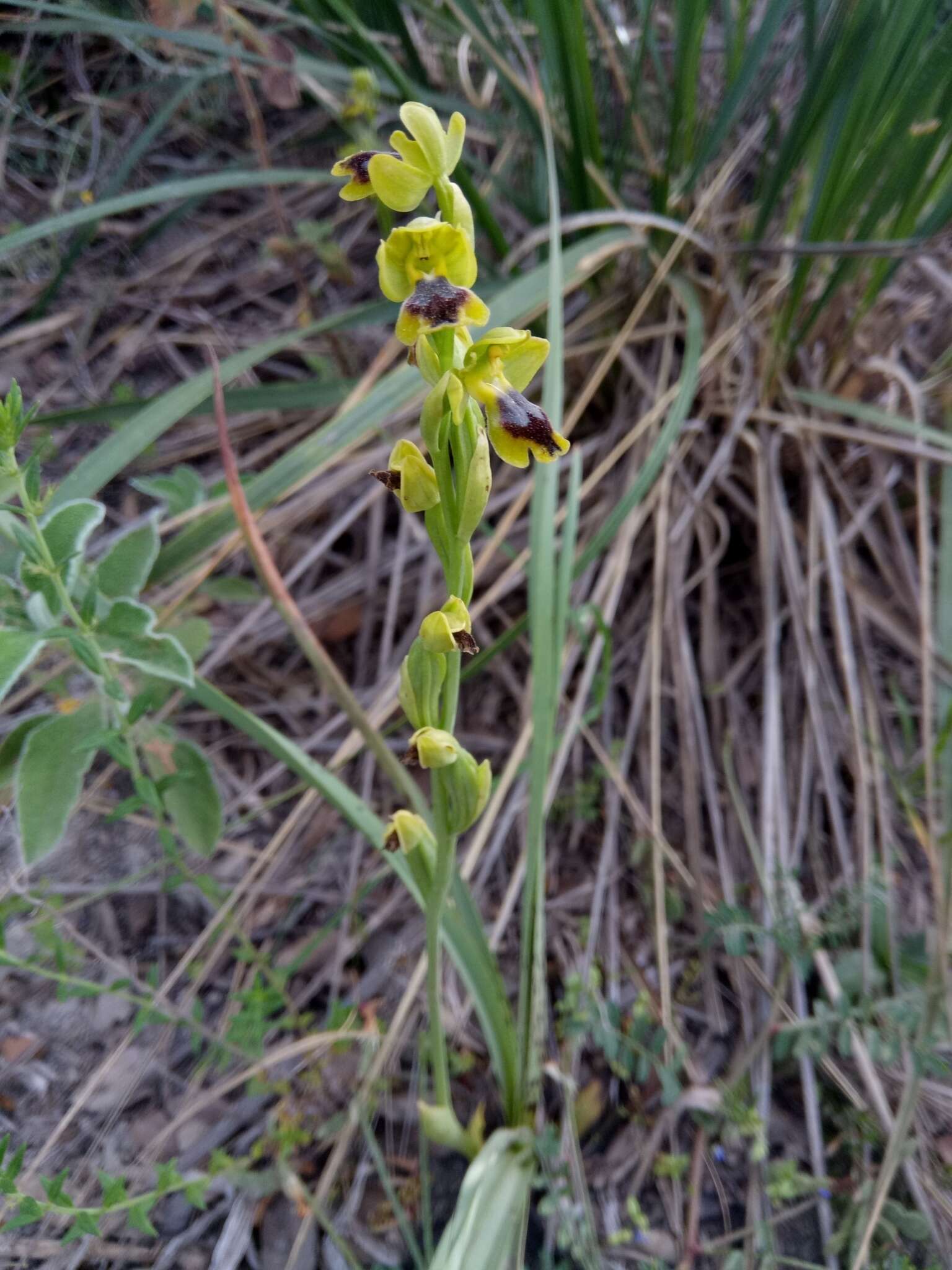 Image of Ophrys battandieri E. G. Camus