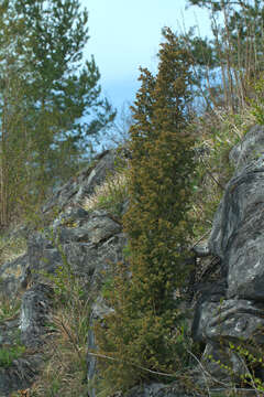 Image of Common Juniper