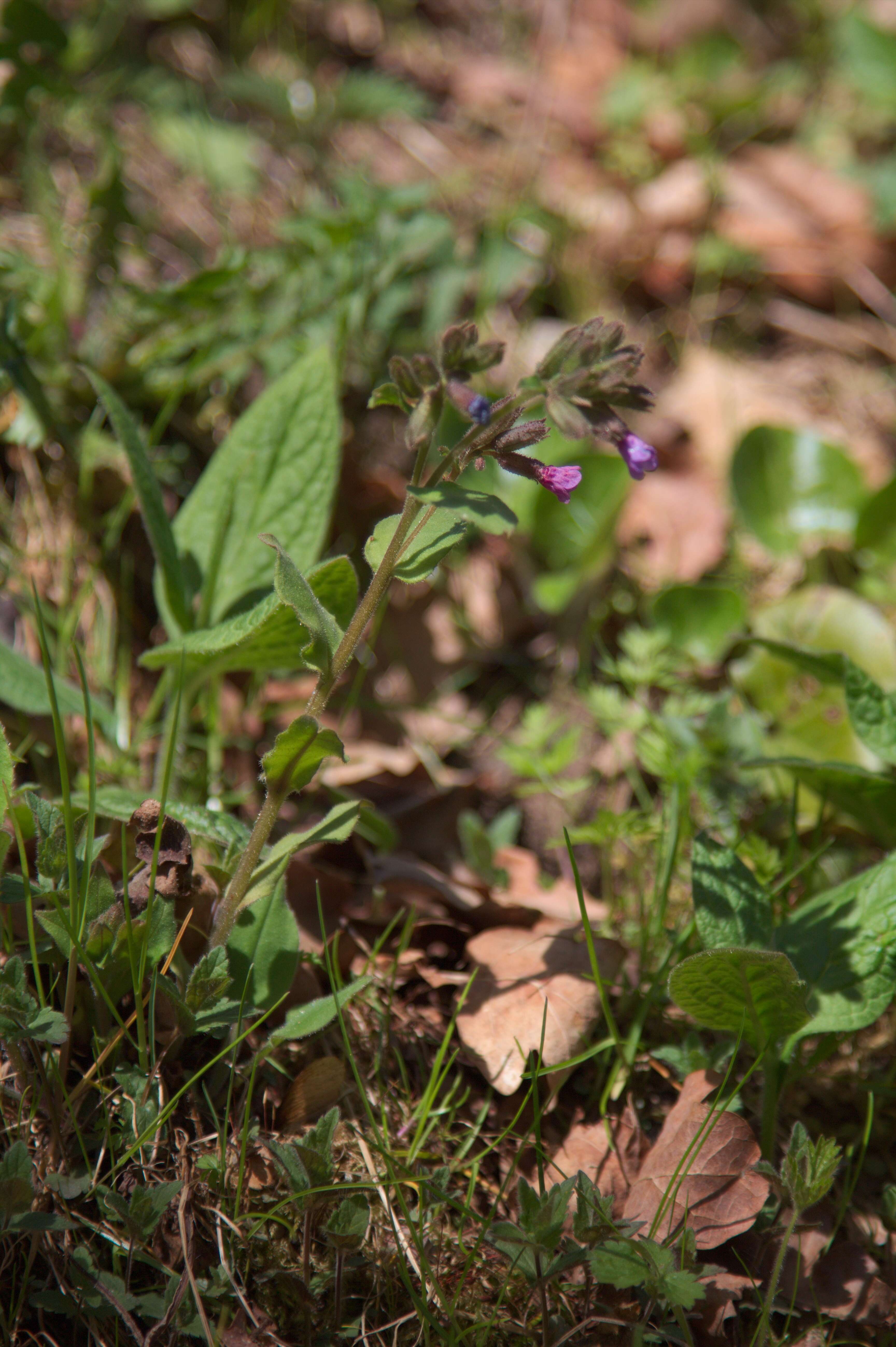 Image of Pulmonaria obscura Dumort.