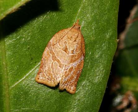 Image of Adoxophyes privatana Walker 1863