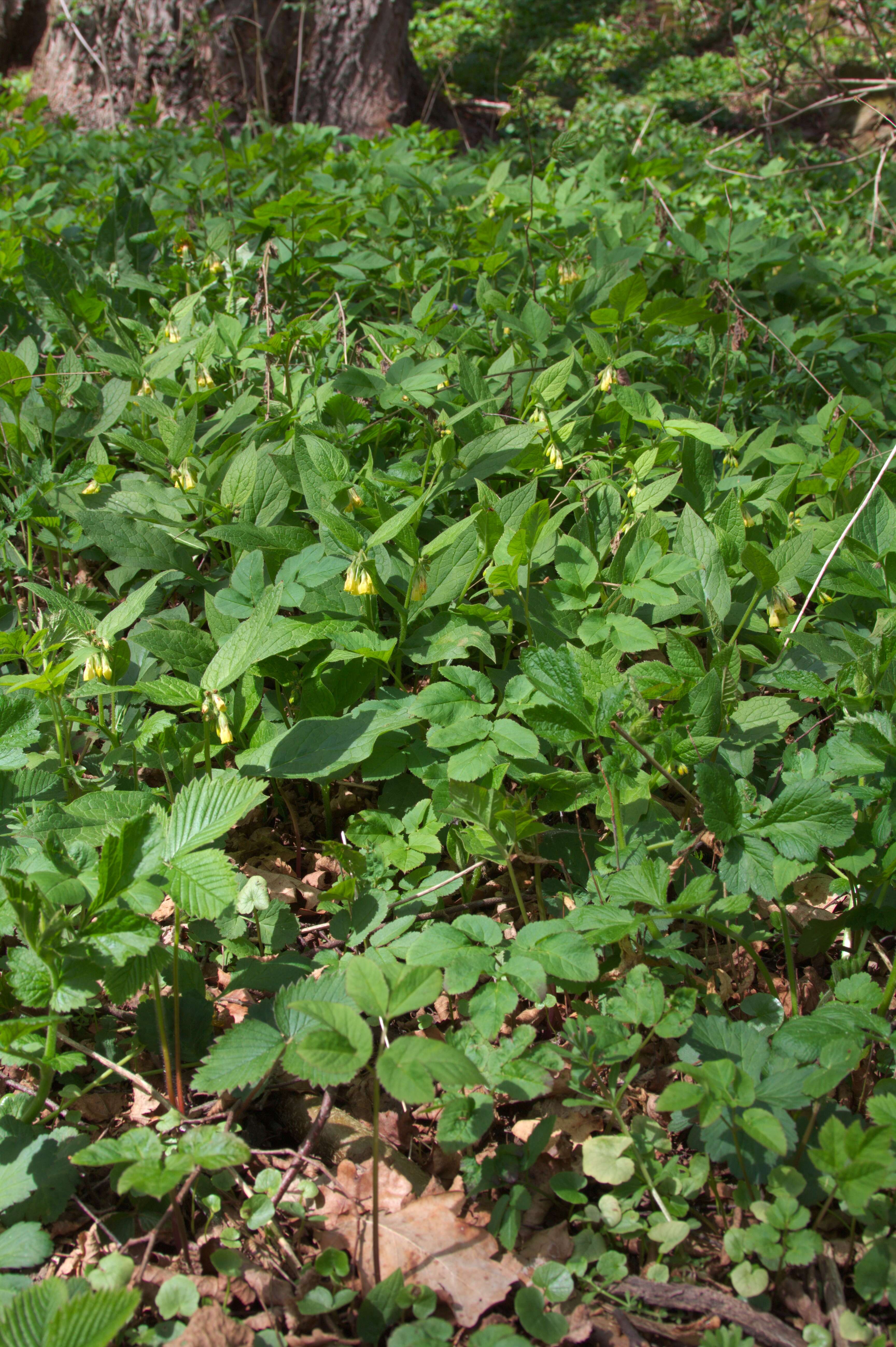 Слика од Symphytum tuberosum L.