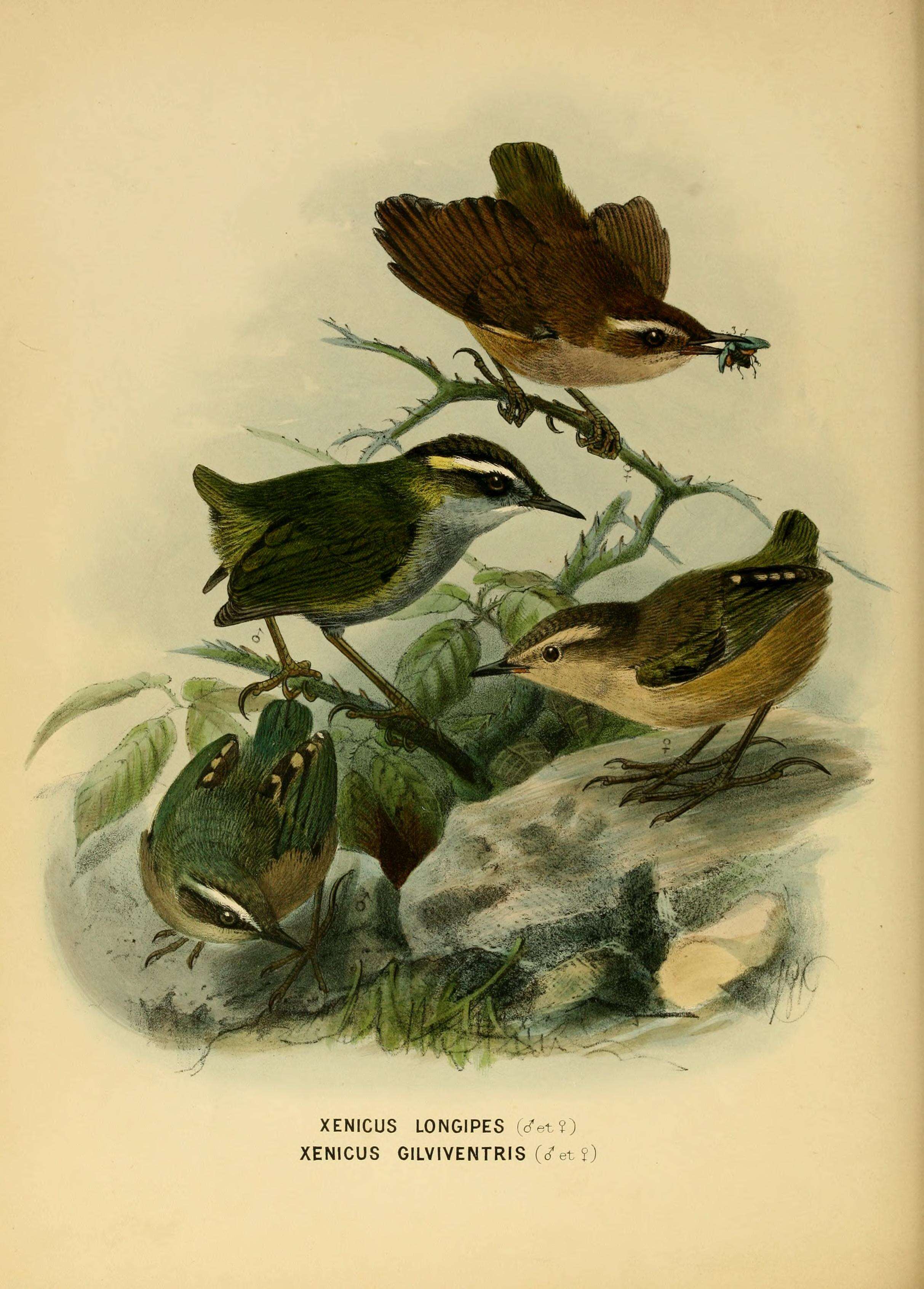 Image of New Zealand Wrens