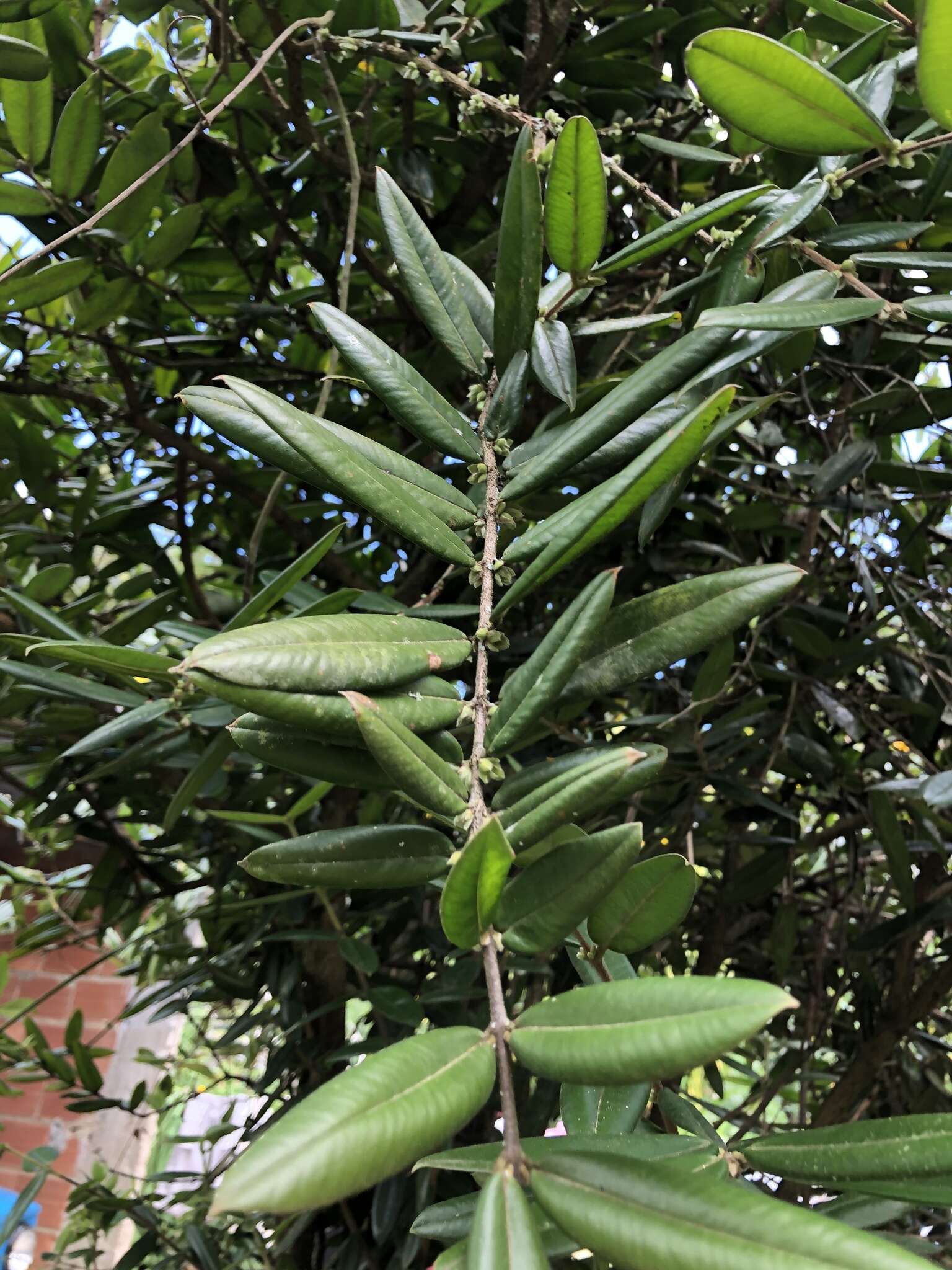 Image of Myrciaria glazioviana (Kiaersk.) G. M. Barroso ex Sobral