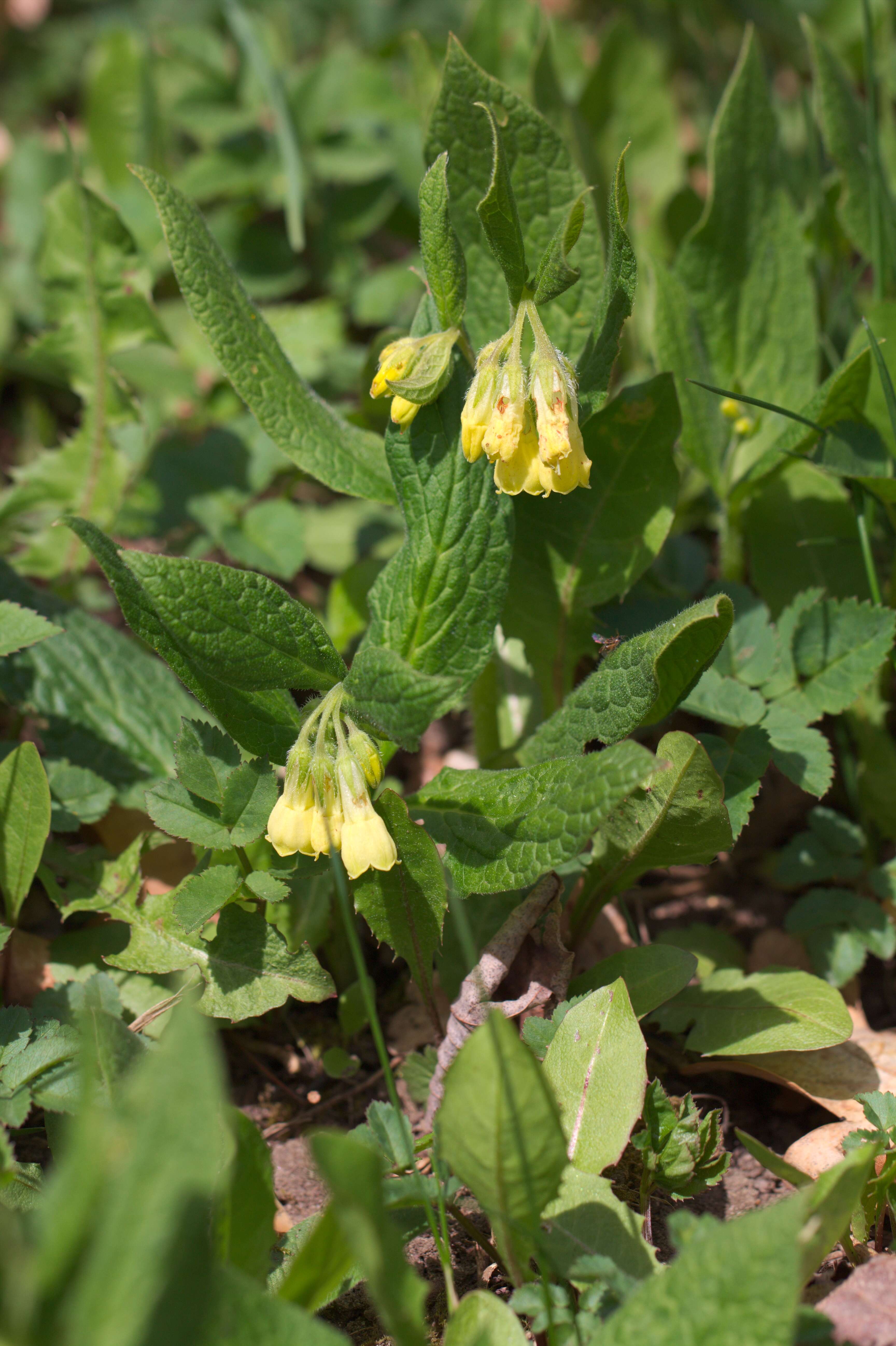 Слика од Symphytum tuberosum L.