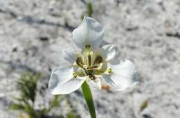 Image of Moraea cantharophila Goldblatt & J. C. Manning