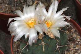 Image of Thelocactus hexaedrophorus (Lem.) Britton & Rose