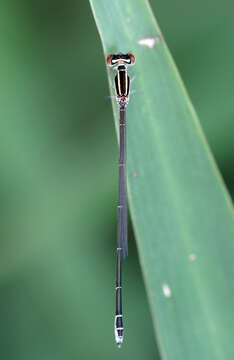 Image of Aciagrion borneense Ris 1911