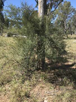 Image de Erythroxylum australe F. Müll.