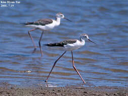 Image of Black-winged Stilt