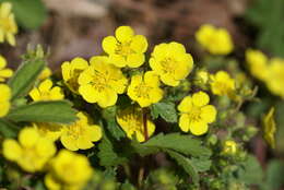 صورة Potentilla fragarioides L.