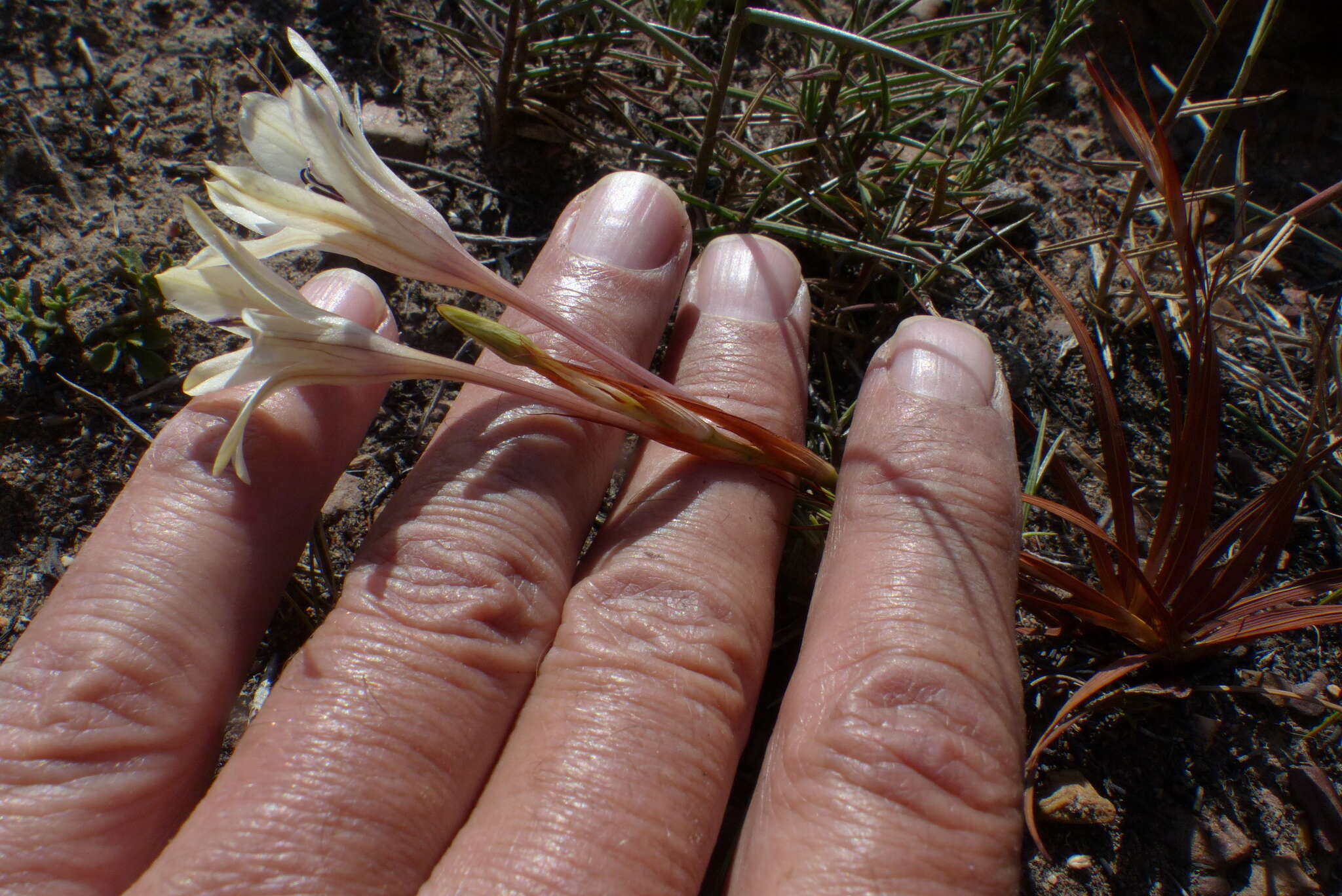 Image of Tritonia flabellifolia var. flabellifolia