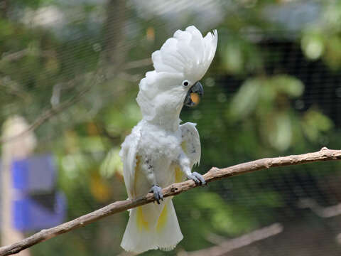 Cacatua alba (Müller & Pls 1776) resmi