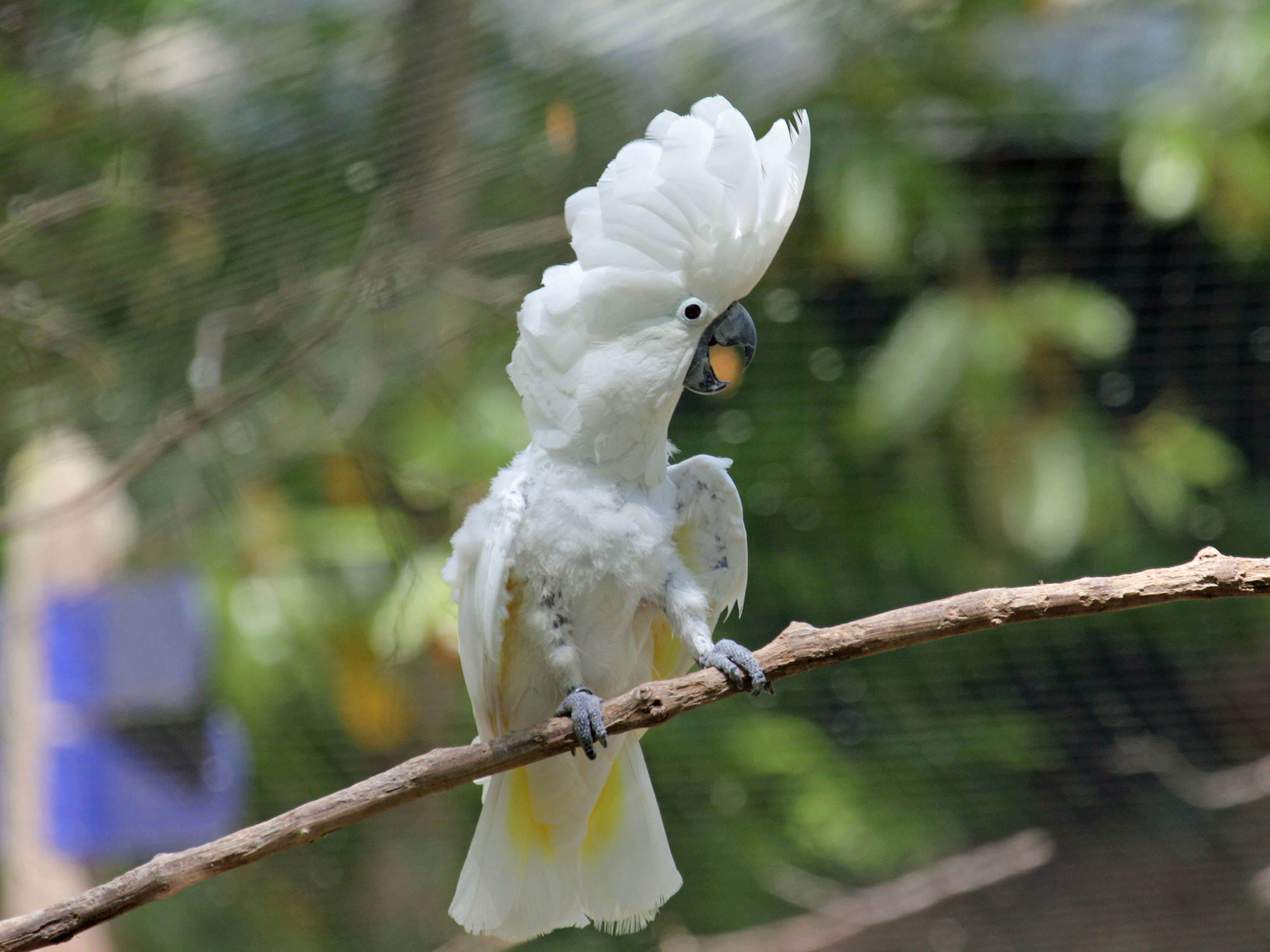 Image of Umbrella Cockatoo