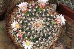 Image of foxtail cactu