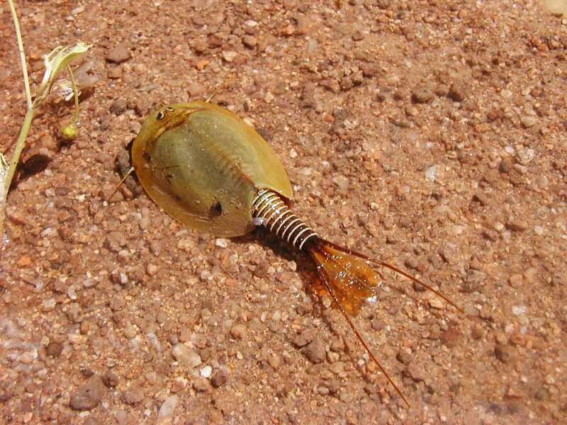 Image of Tadpole shrimp