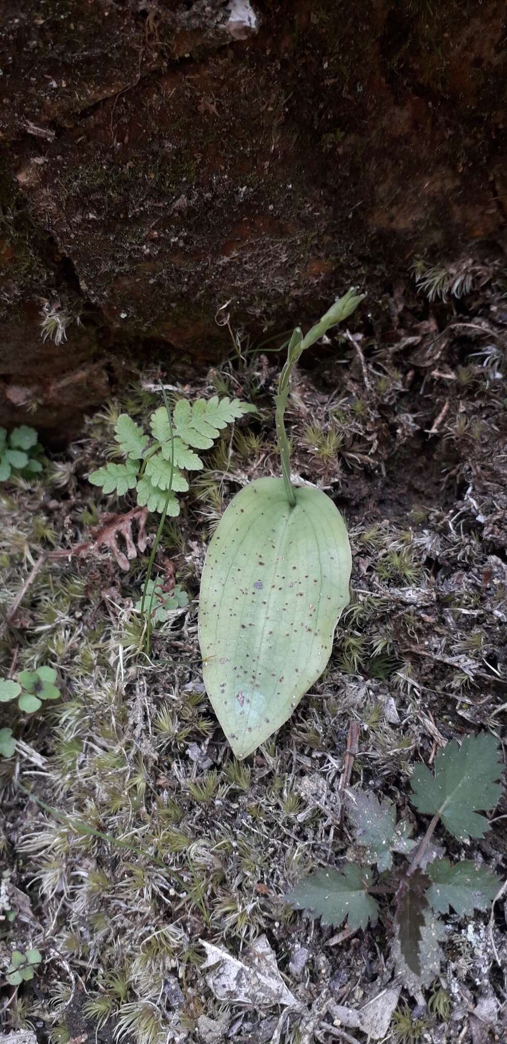 Image of Platanthera stenoglossa Hayata