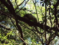 Image of Black Howler Monkey